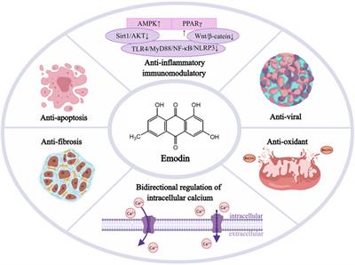 Emodin in cardiovascular disease: The role and therapeutic potential